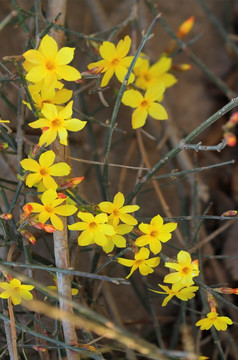 迎春花