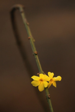 迎春花