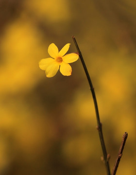 迎春花