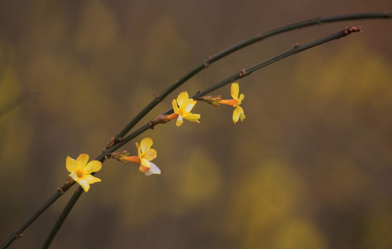 迎春花