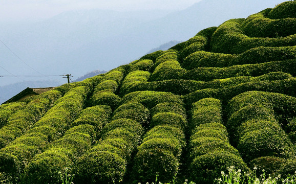 高山茶园