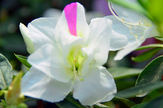 白色杜鹃花 白花杜鹃