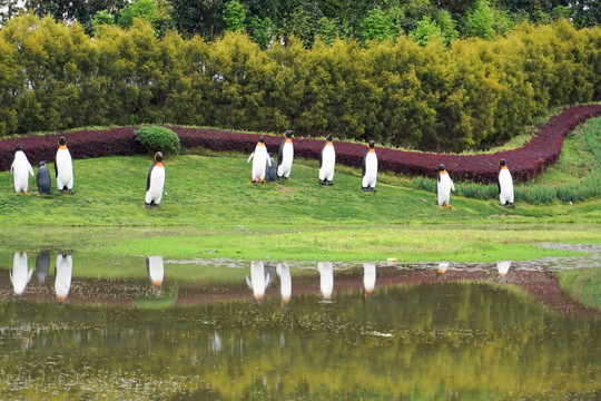 城市绿地 企鹅雕塑 池塘水景