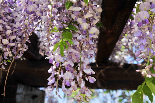春天紫藤花