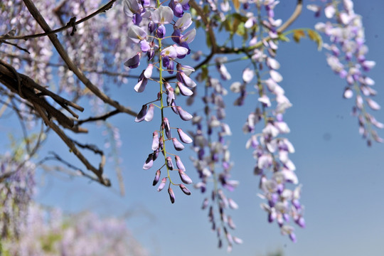 紫藤花