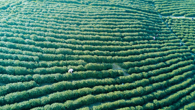 茶园风光