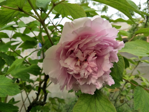 芍药花