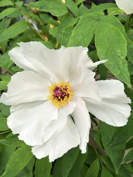 芍药花