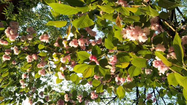 樱花