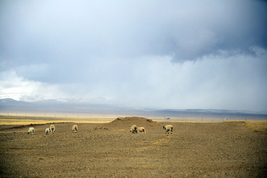 戈壁滩上的羊群