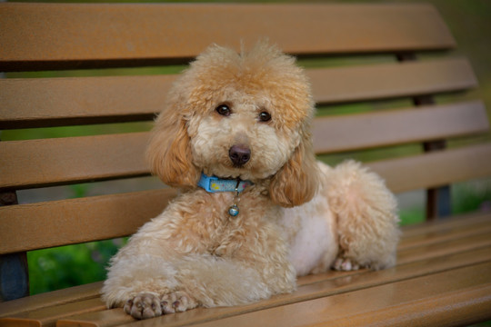 公园长椅上的泰迪犬