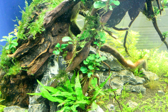 水草