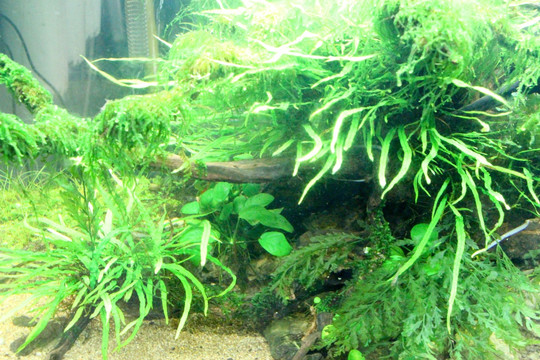 水草