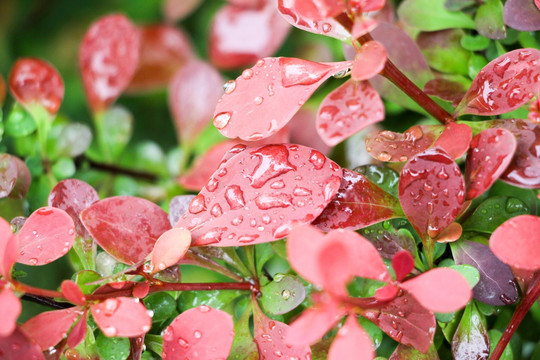 雨露