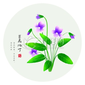 紫花地丁 手绘野堇菜