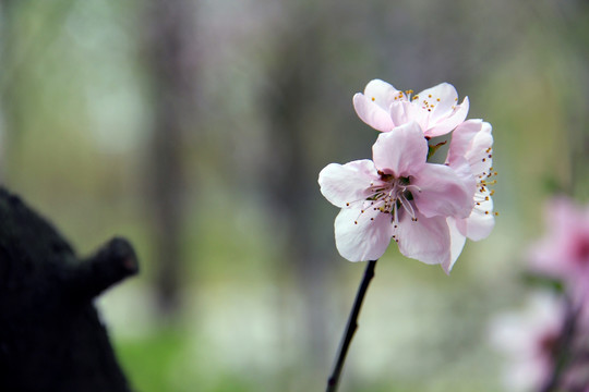 桃花
