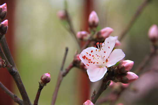 桃花