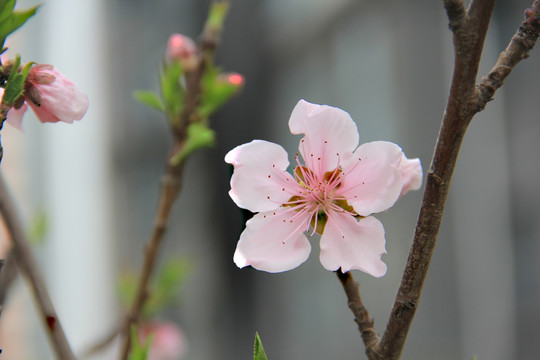 桃花