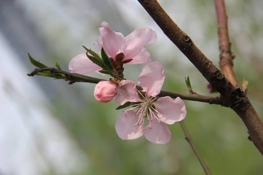桃花