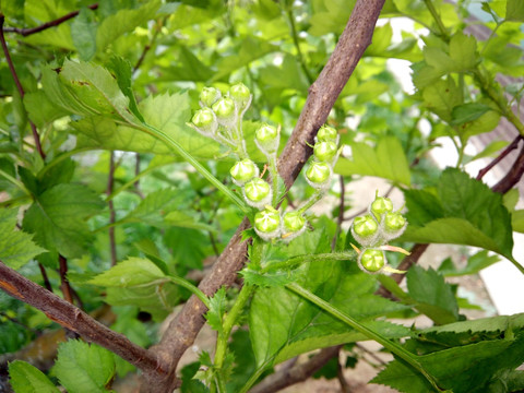 山楂树 山楂花