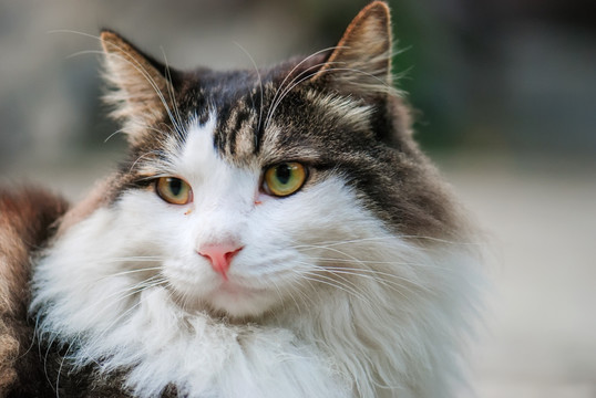 猫