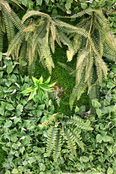 绿色植物墙 植物墙