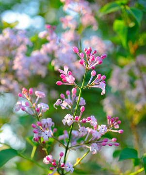 丁香花高清大图摄影图