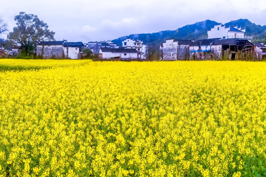 婺源油菜花