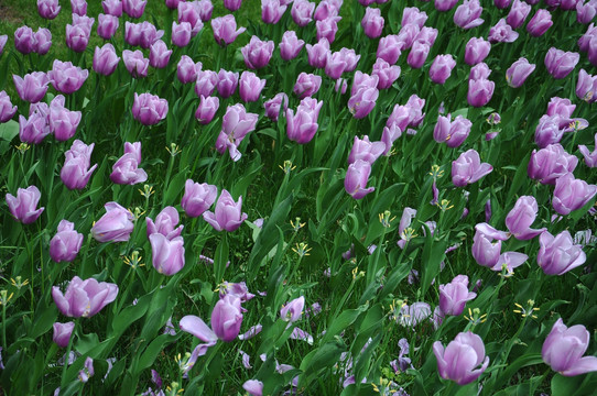 郁金香花开