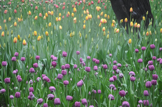 郁金香花开