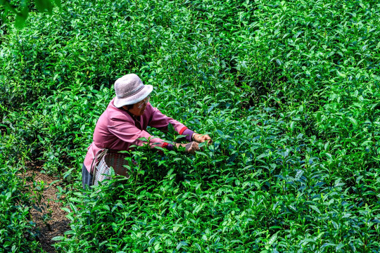 采茶人 茶叶生产