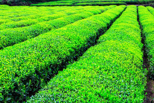 茶园 春茶 茶山 茶叶