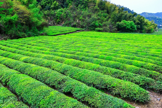 茶叶 茶园 茶山 绿色