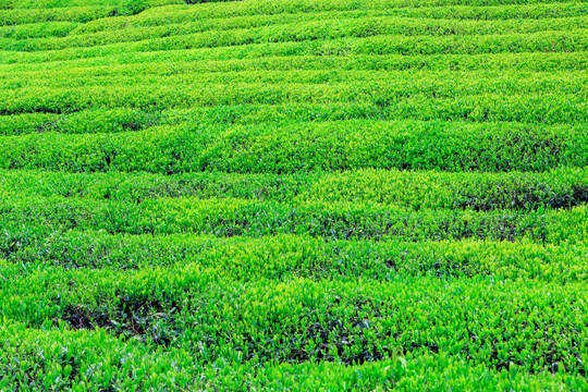 茶园 绿色农业