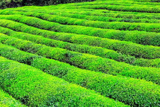 茶园 春茶 茶山 茶叶 茶树