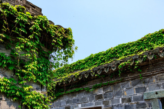 植物花草 古墙上的长春藤 墙壁