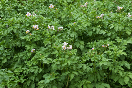 土豆种植园