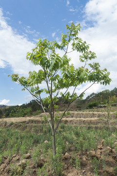 核桃树