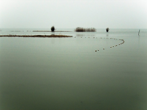 溱潼湖湿地