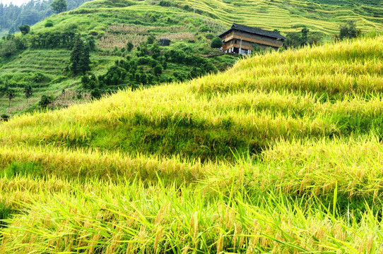 龙胜梯田