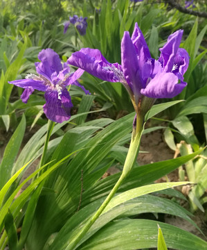 鸢尾