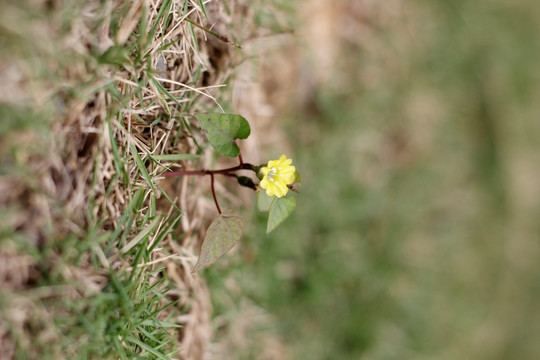 一棵小野花