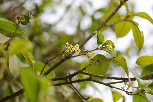 桂花