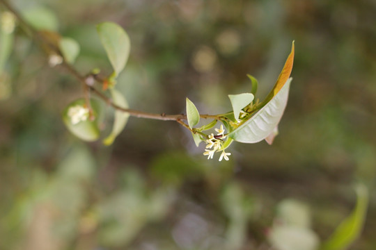 桂花