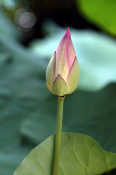 花苞