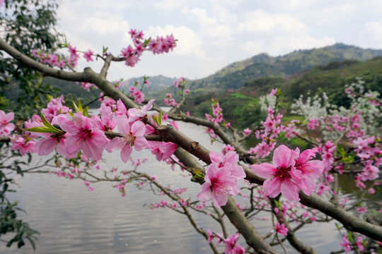 湖外桃花三两支