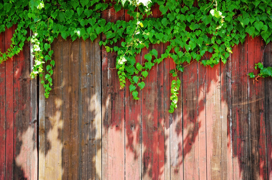 绿叶木板墙
