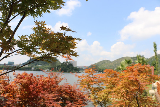 红叶