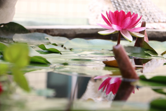 莲花