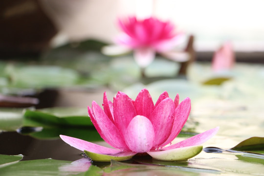 莲花